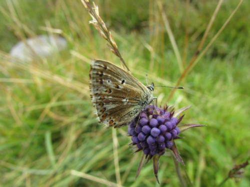 Réf. 214 376 : Polyommatus sp.