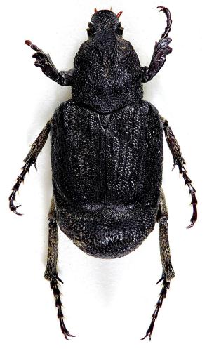 Réf. 214 340 : Oreoderus rufulus