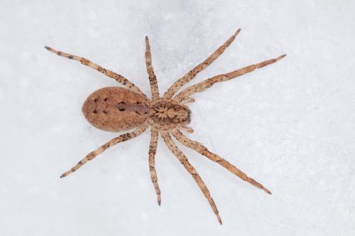 Zoropsis spinimana