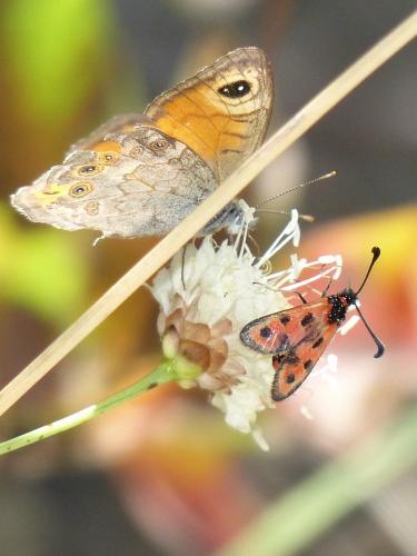Zygaena fausta