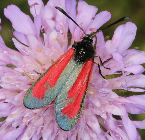 Réf. 214 481 : Zygaena sp.