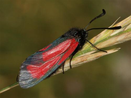 Réf. 214 583 : Zygaena sp.