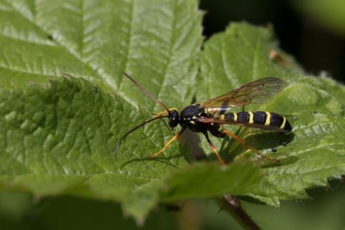 Metopius dentatus