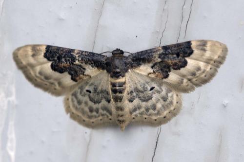 Réf. 214 666 : Idaea rusticata