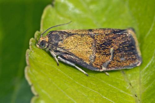 Réf. 214 988 : Ptycholoma lecheana