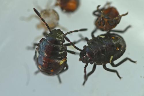 Nezara viridula