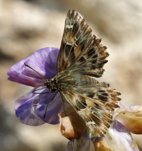 Réf. 214 747 : Carcharodus alceae