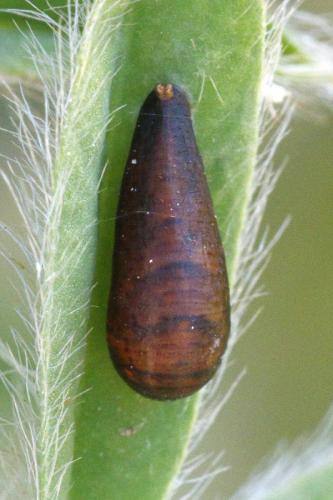 Réf. 214 753 : Episyrphus balteatus