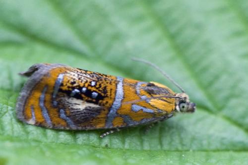 Réf. 214 979 : Olethreutes arcuella