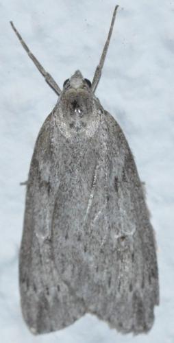 Pachycnemia hippocastanaria