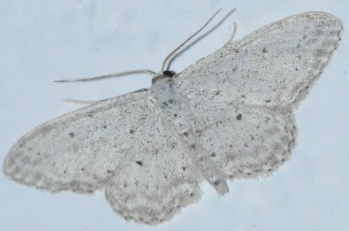 Idaea seriata