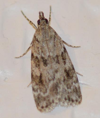 Réf. 214 333 : Scoparia sp.