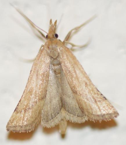 Réf. 214 169 : Synaphe punctalis