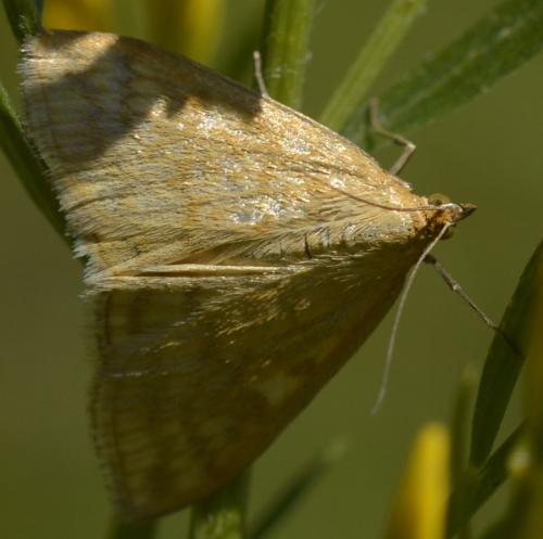 Réf. 214 521 : Sitochroa verticalis