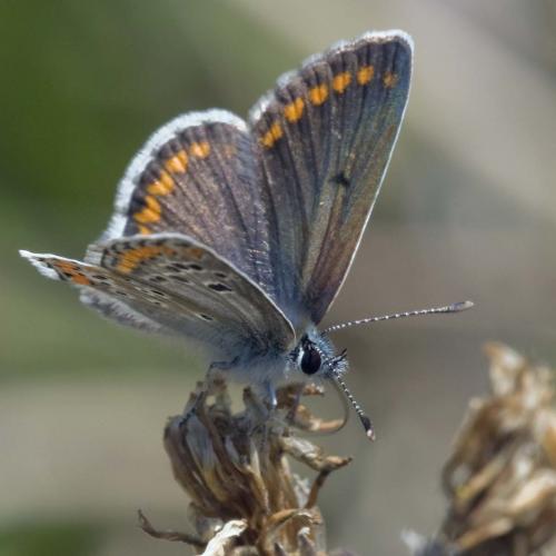 Réf. 214 907 : Aricia agestis