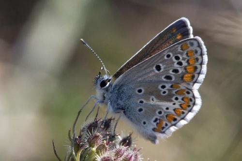 Réf. 214 906 : Aricia agestis