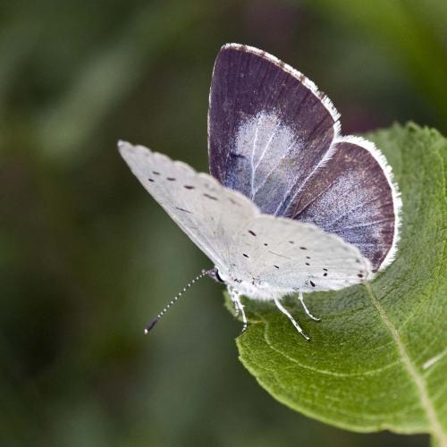 Réf. 214 878 : Celastrina argiolus