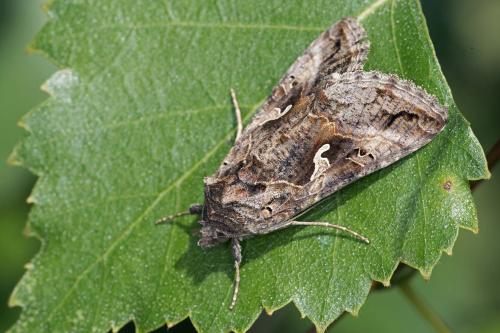 Réf. 214 668 : Autographa gamma