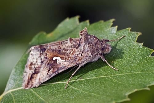 Réf. 214 669 : Autographa gamma