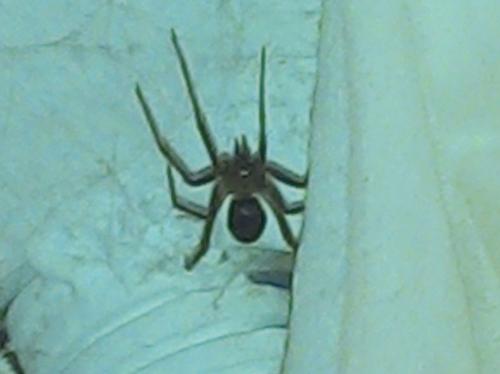 Steatoda grossa