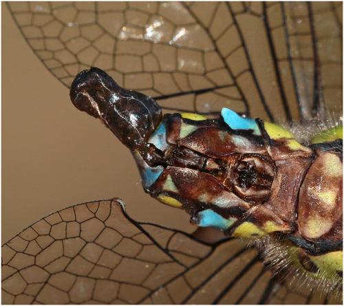 Aeshna cyanea