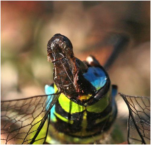 Aeshna cyanea