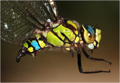 Aeshna cyanea