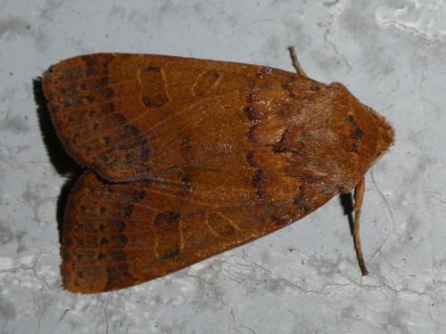 Réf. 214 916 : Agrochola sp.