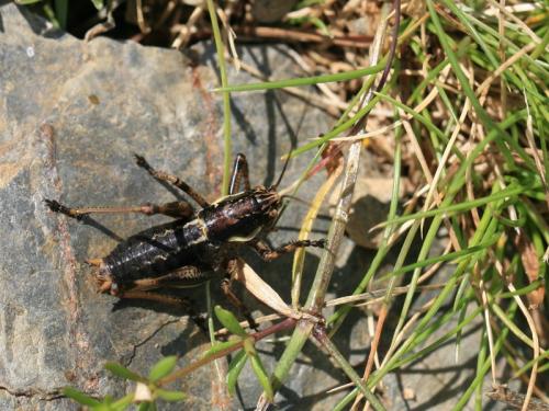 Antaxius hispanicus