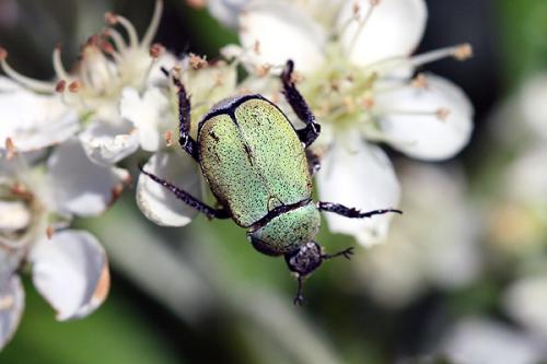 Réf. 214 395 : Hoplia argentea