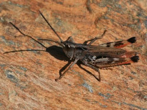 Réf. 214 122 : Chorthippus saulcyi moralesi
