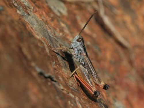 Réf. 214 121 : Omocestus antigai antigai