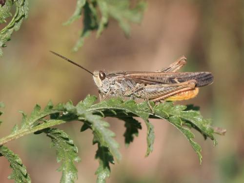 Réf. 214 419 : Chorthippus jacobsi