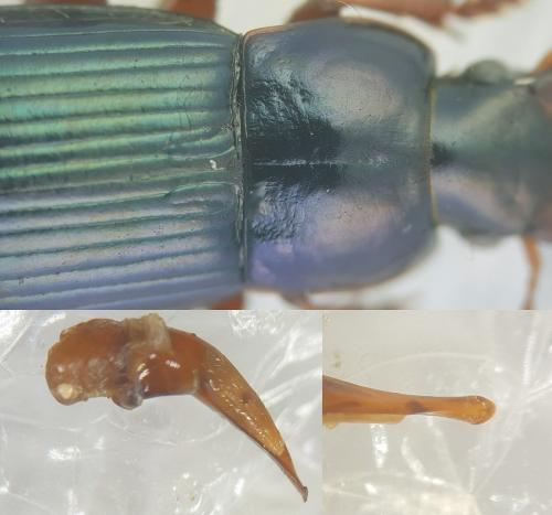 Réf. 214 464 : Harpalus rubripes