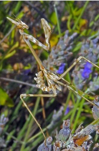 Réf. 214 902 : Empusa pennata