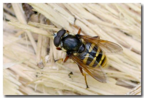 Réf. 214 457 : Sericomyia silentis