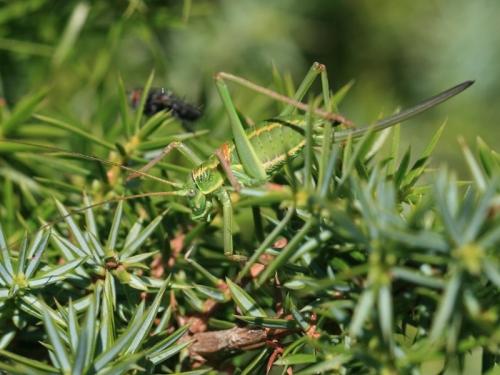 Réf. 214 210 : Sorapagus catalaunicus