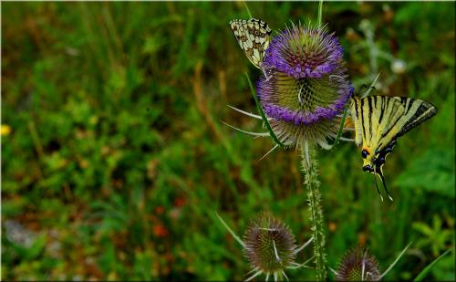 Iphiclides podalirius