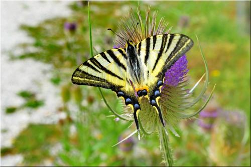 Réf. 214 497 : Iphiclides podalirius