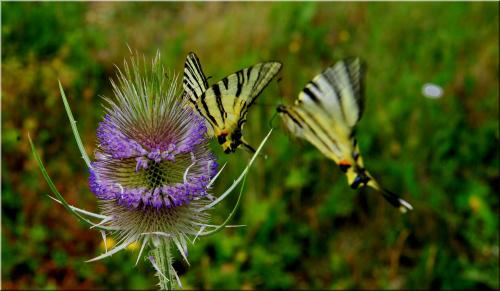 Iphiclides podalirius