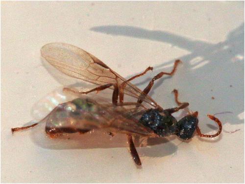 Myrmica sp.