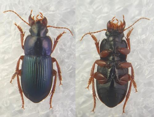 Réf. 214 463 : Harpalus rubripes