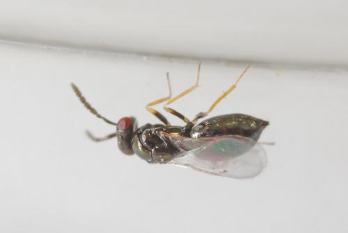 Réf. 214 827 : Tetrastichinae inconnu