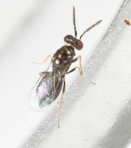 Réf. 214 828 : Tetrastichinae inconnu