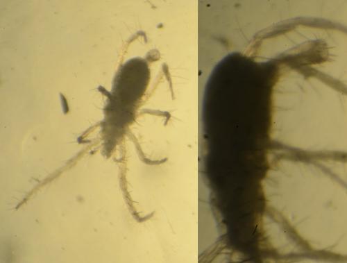 Rhagidia longipes