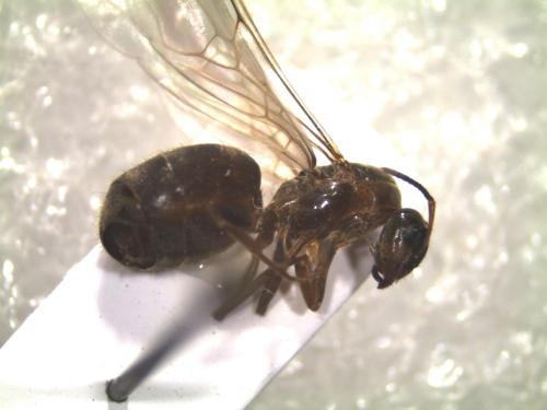 Lasius sp.