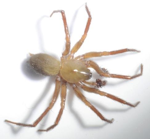Réf. 214 104 : Cicurina cicur