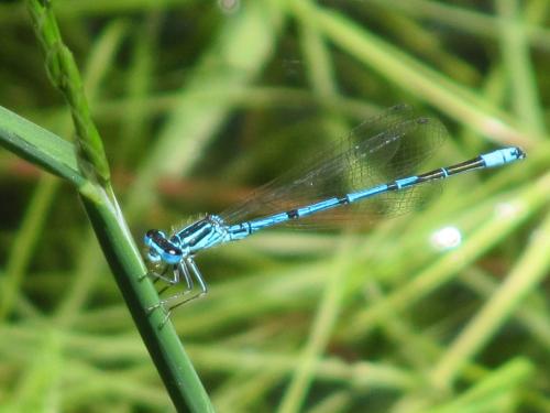 Réf. 214 616 : Coenagrion puella