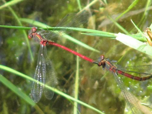 Pyrrhosoma nymphula
