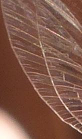 Baetis rhodani